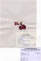 藏品(角叉菜)的圖片
